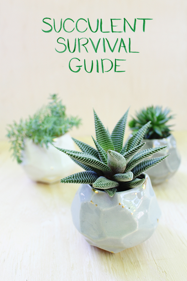 Style Bee - Succulent Survival Guide