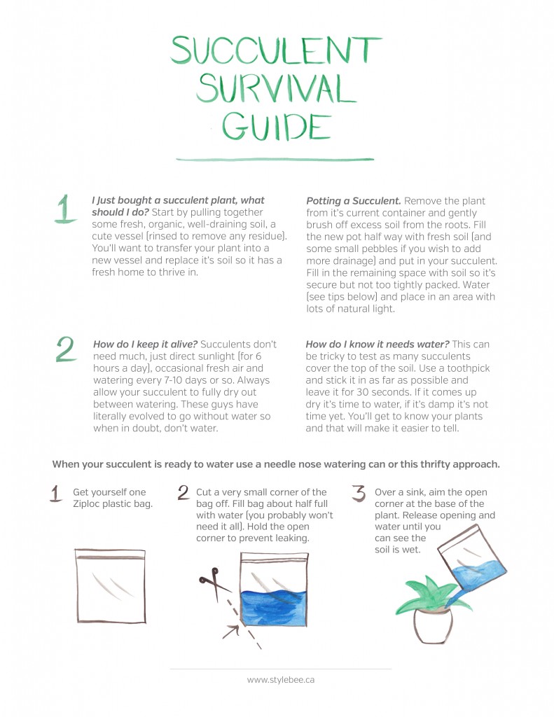 Style Bee - Succulent Survival Guide