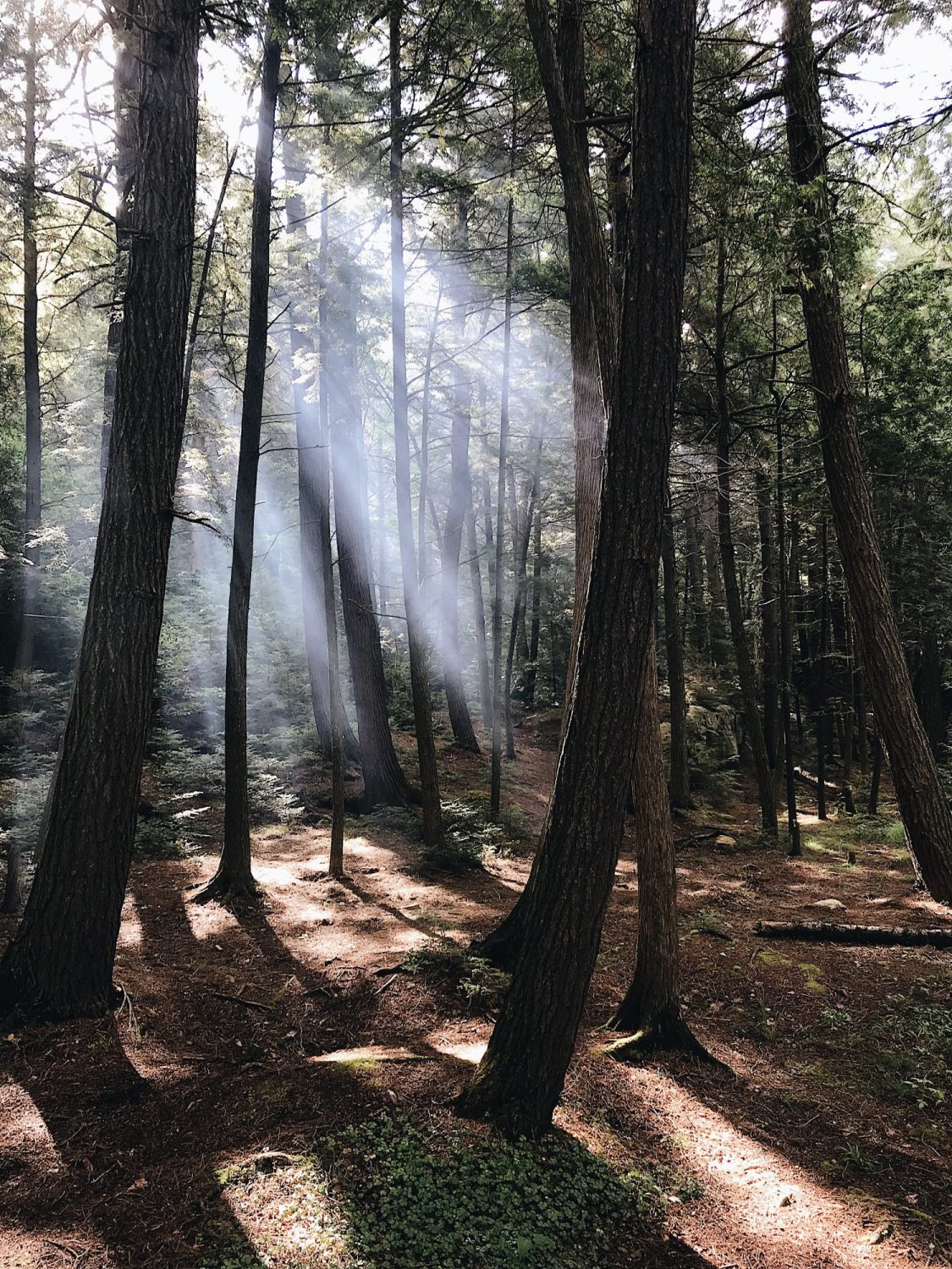 Style Bee - Camping - Algonquin 2019